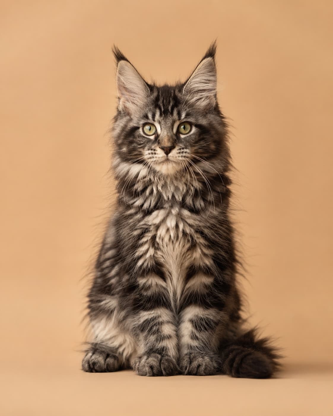 Maine Coon kitten